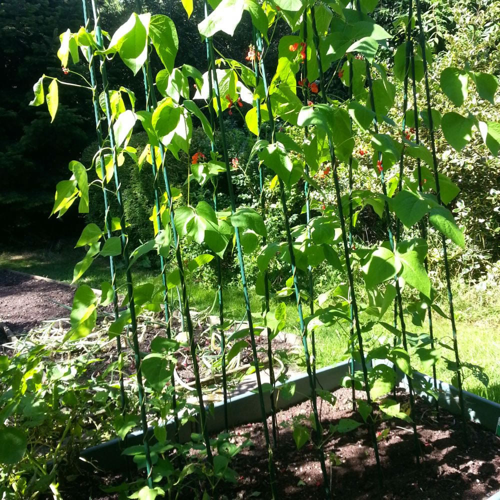Easy Grow Runner Bean Frame & Climbing Plant Support Trellis