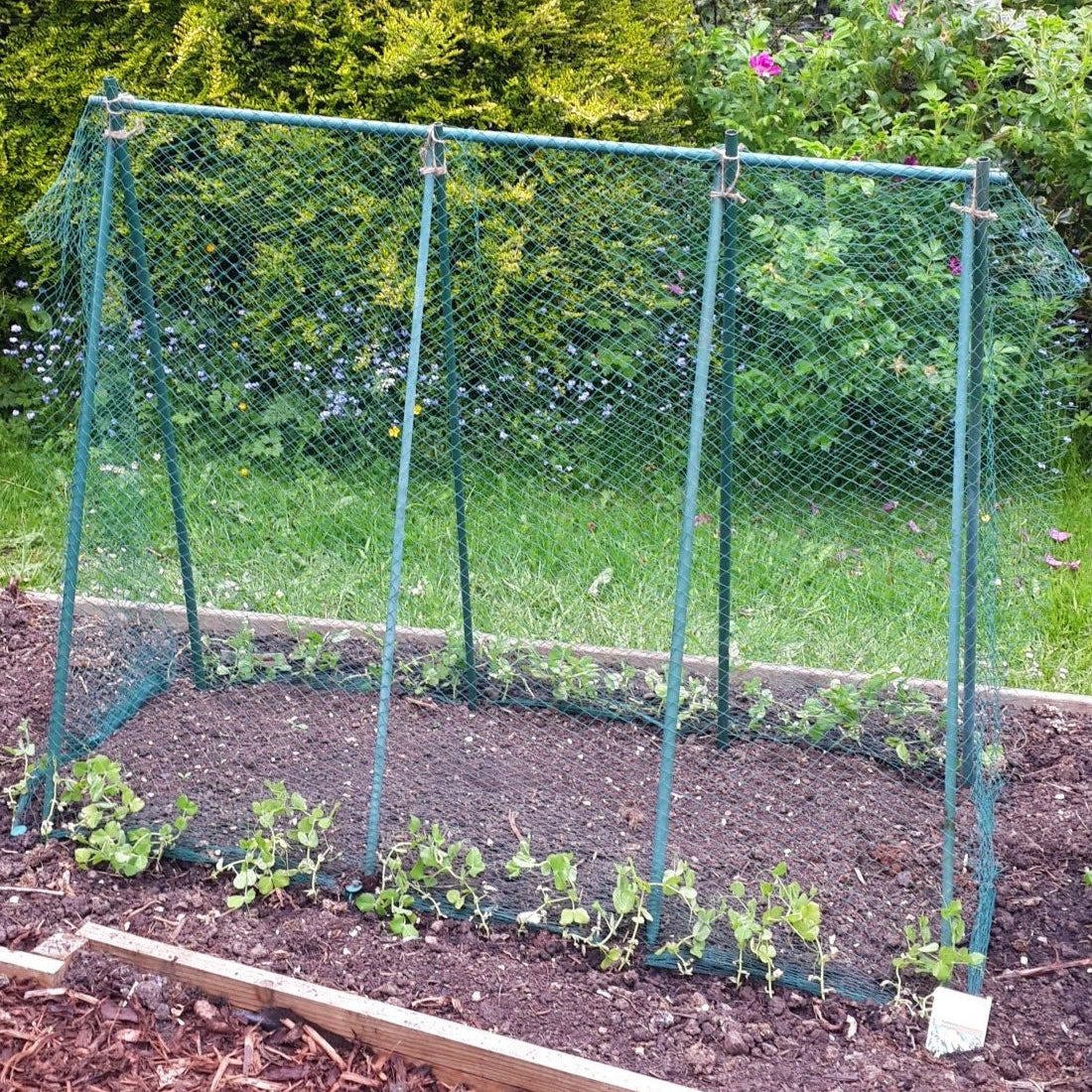 Pea Frame Easy Grow Pea Frame & Climbing Plant Support Trellis - Garden Wildlife