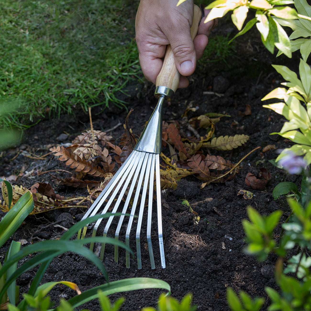 Burgon & Ball RHS Griffe Cultivateur Mid Inoxydable Avec Manche - Outil Jardinage Professionnel