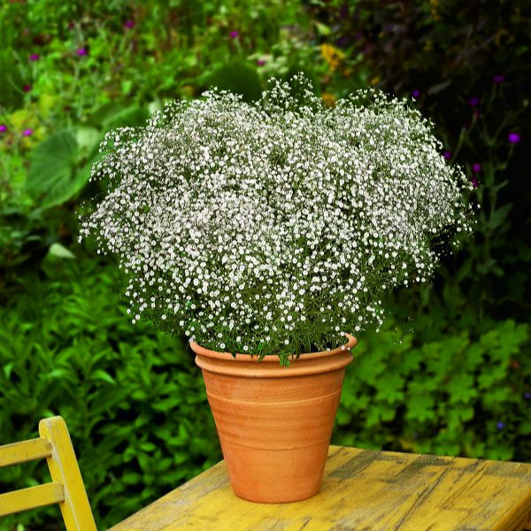 Gypsophila paniculata 'Summer Sparkles'