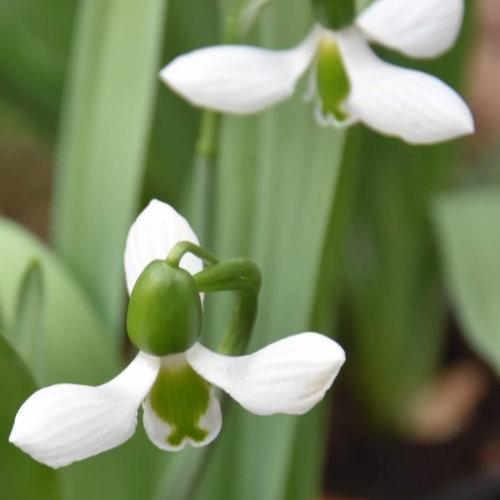 Galanthus 'Beluga'