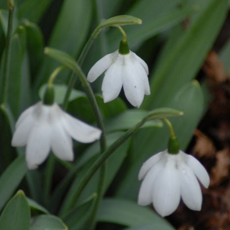 Galanthus elwesii 'Godfrey Owen' Bulbs