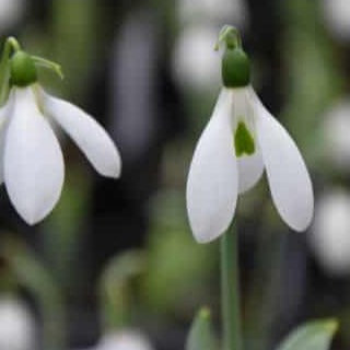 Galanthus elwesii var monostictus 'J.S. Bach'