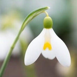 Galanthus 'Mother Goose'