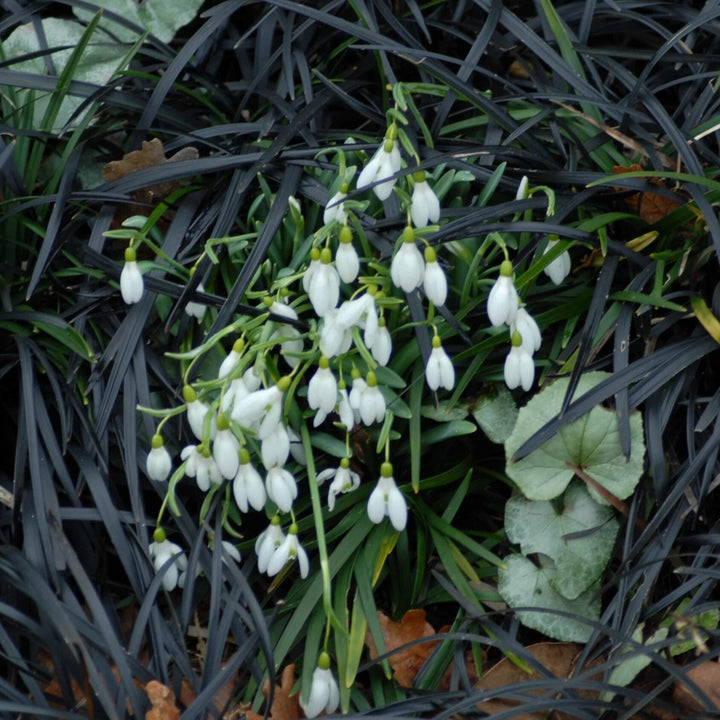 Galanthus nivalis 6+cm