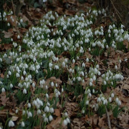 Galanthus nivalis 6+cm