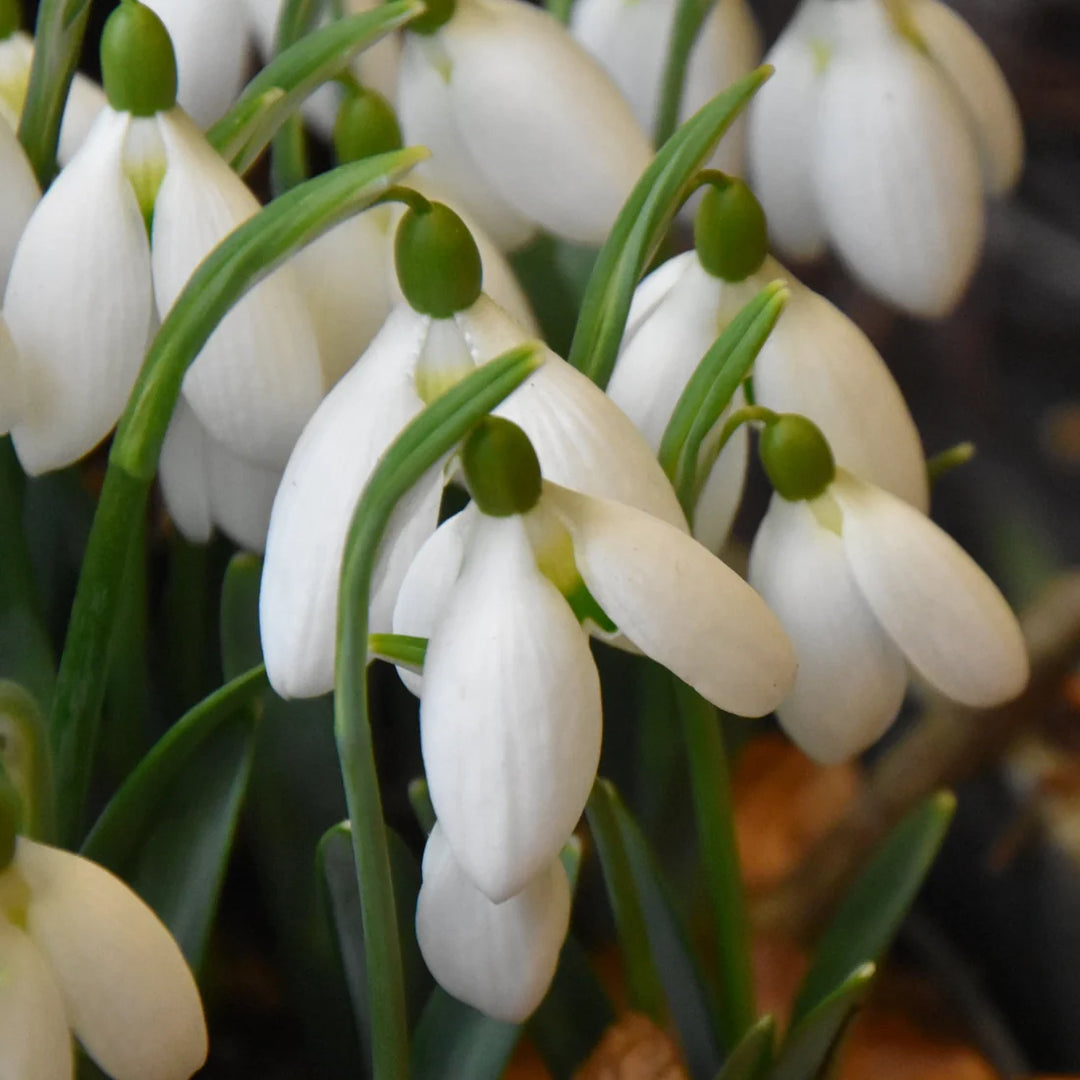 Galanthus 'Bertram Anderson' Bulbs