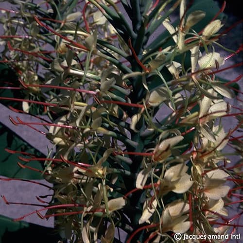 Hedychium gardnerianum