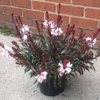 Gaura 'Gaudi Pink'
