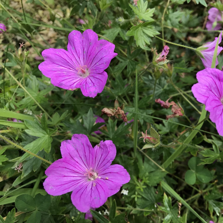 Geranium 'Blushing Turtle'