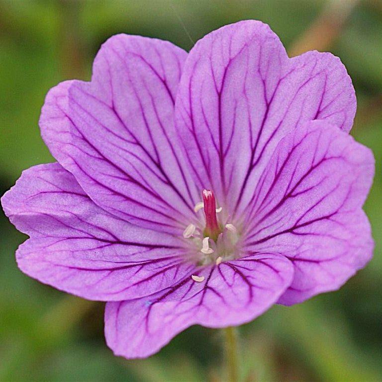 Geranium 'Blushing Turtle'
