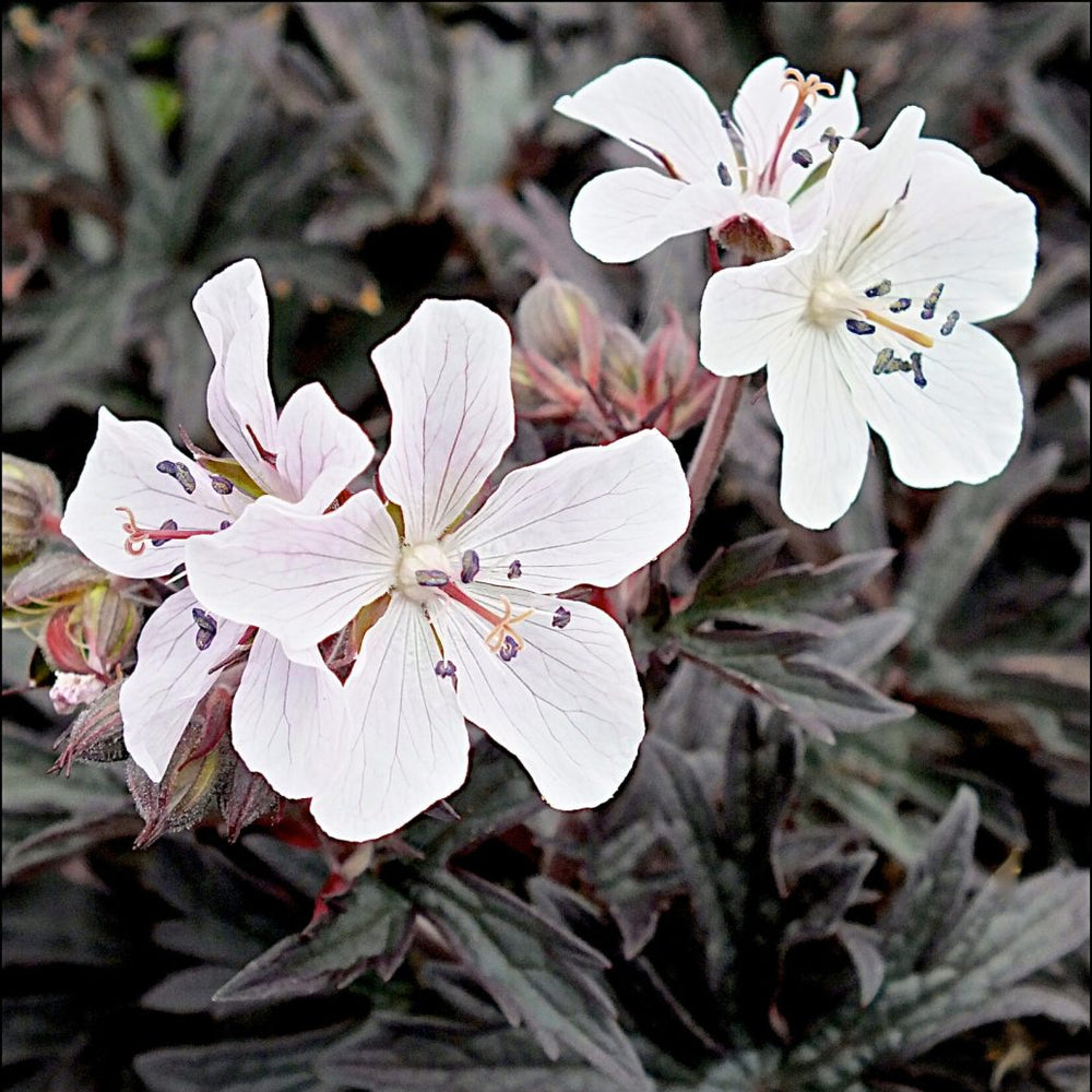 Geranium pratense 'Purple Ghost'