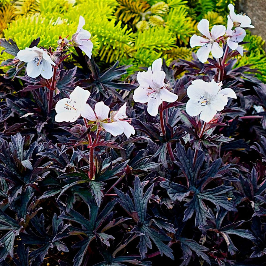 Geranium pratense 'Purple Ghost'
