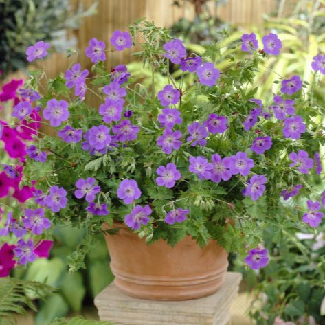 Geranium 'Rozanne'