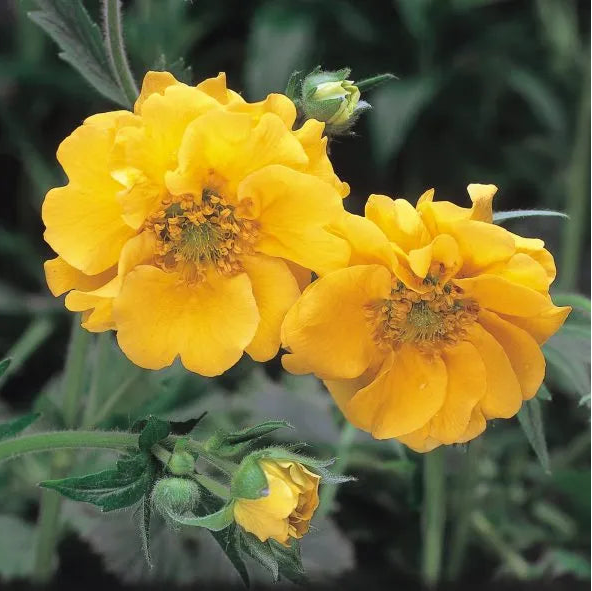 2 Geum 'Lady Stratheden' flowers in bloom
