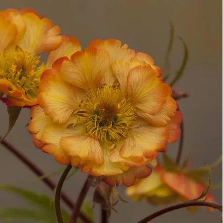 Geum 'Nonna' in bloom