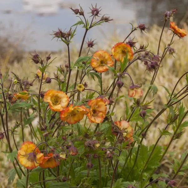 Geum 'Nonna' growing together by a lake