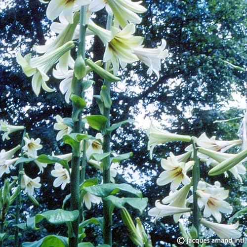 Cardiocrinum giganteum Giant Himalayan Lily