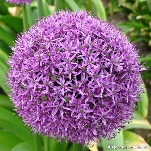 Allium 'Gladiator' – Garden Wildlife