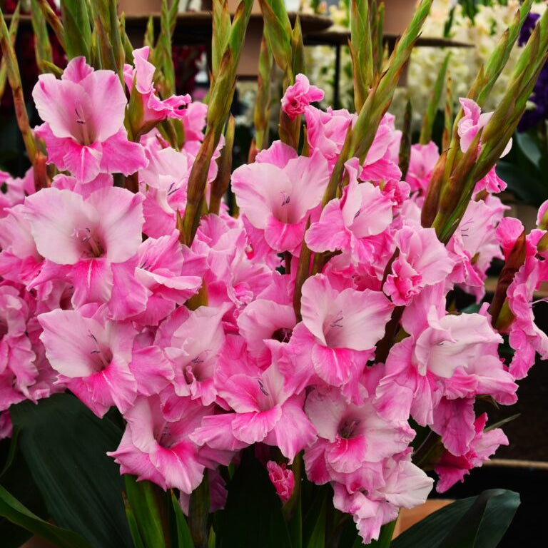 Buy Gladiolus 'Milkshake' Corms online
