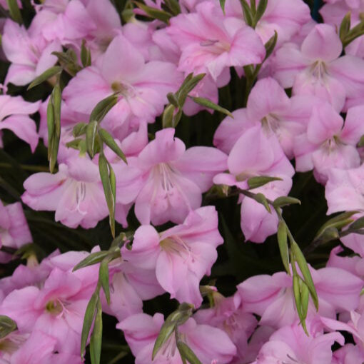 Gladiolus tubergenii Charming Lady