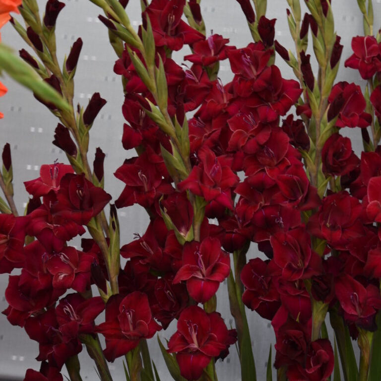 Buy Gladiolus 'Black Star' Corms online