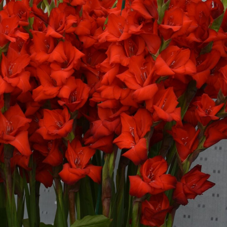 Buy Gladiolus 'Oscar' Corms online