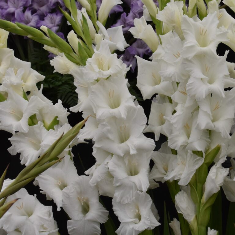 Buy Gladiolus 'Tarantella' Corms online