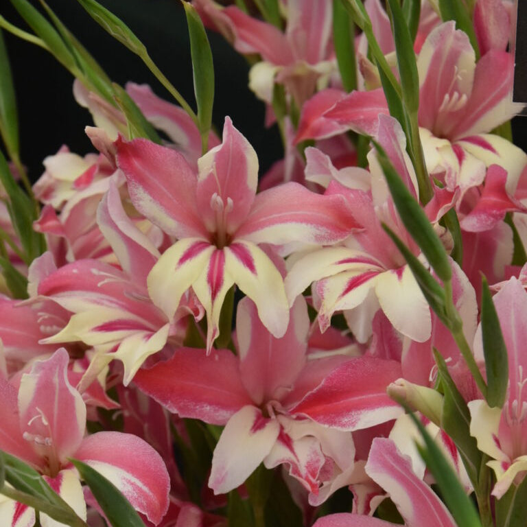 Buy Gladiolus colvilii 'Galaxian' Corms online