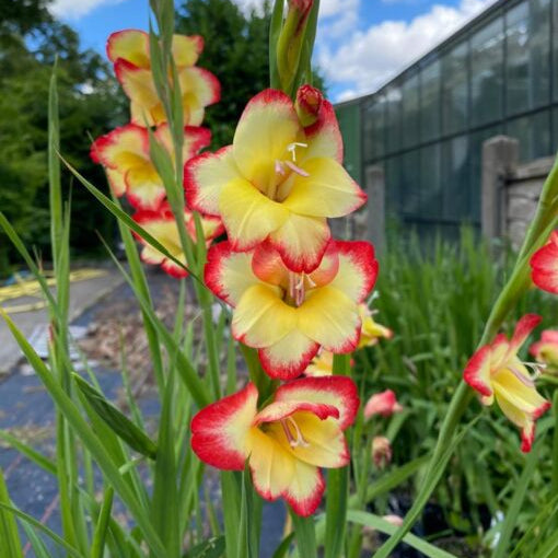 Gladiolus primulinus 'Las Vegas'