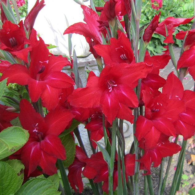 Buy Gladiolus colvilii 'Red Drizzle' Corms online