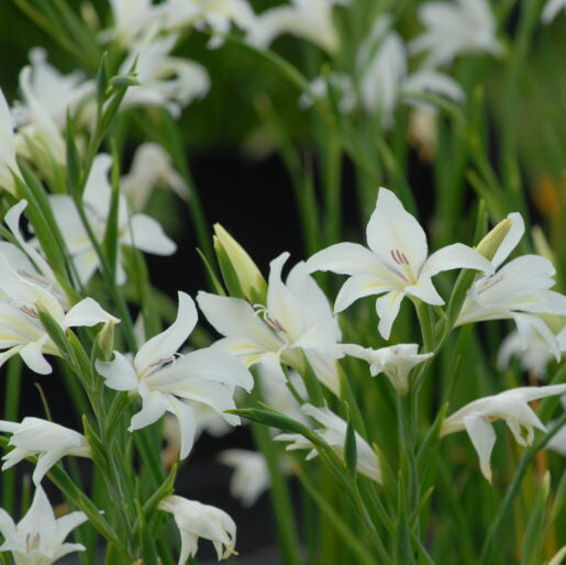 Gladiolus colvillei 'The Bride'