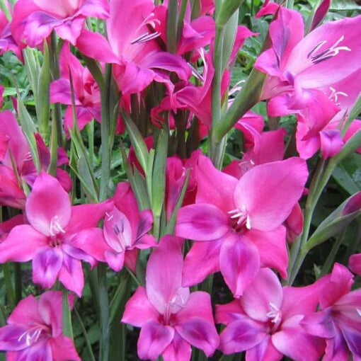 Gladiolus ramosus 'Vulcano'