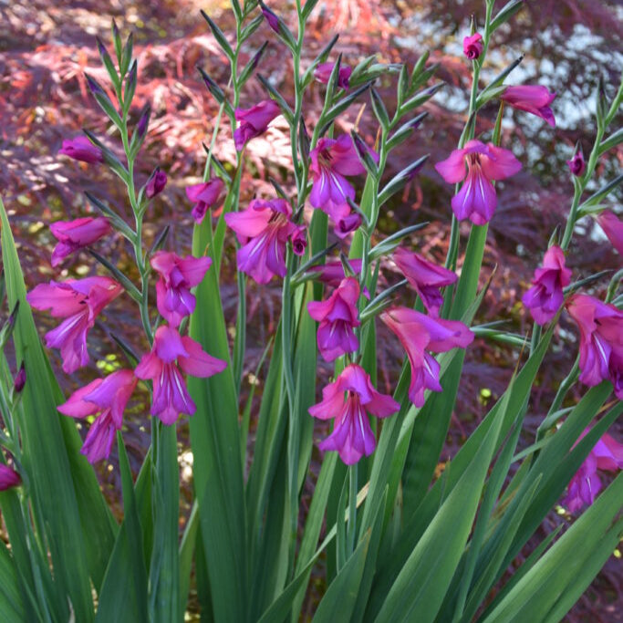 Gladiolus communis ssp. byzantinus.