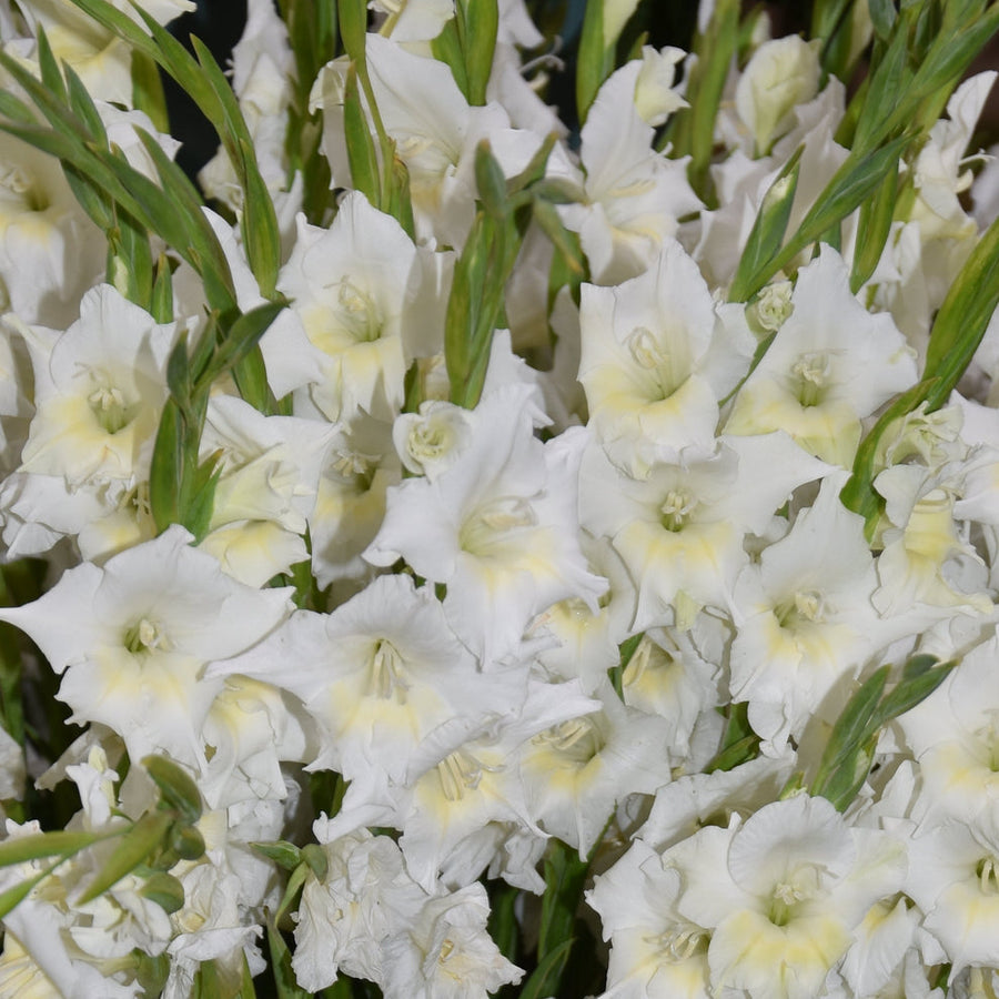 Buy Gladiolus colvilii 'Summer Bride' Corms online
