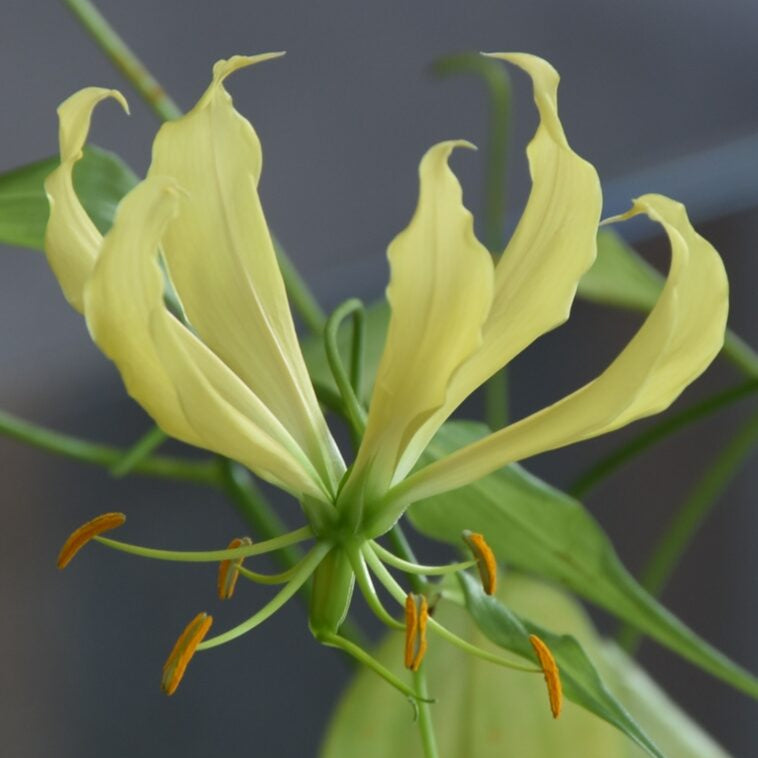 Gloriosa superba 'Greenii'