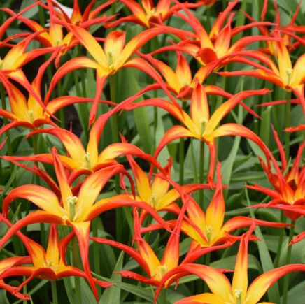 Tulipa 'Go Go Red' Bulbs