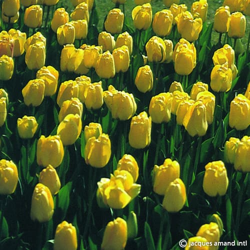 Tulip 'Golden Apeldoorn'