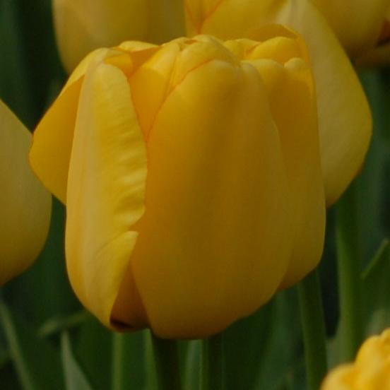 Tulip 'Golden Parade'