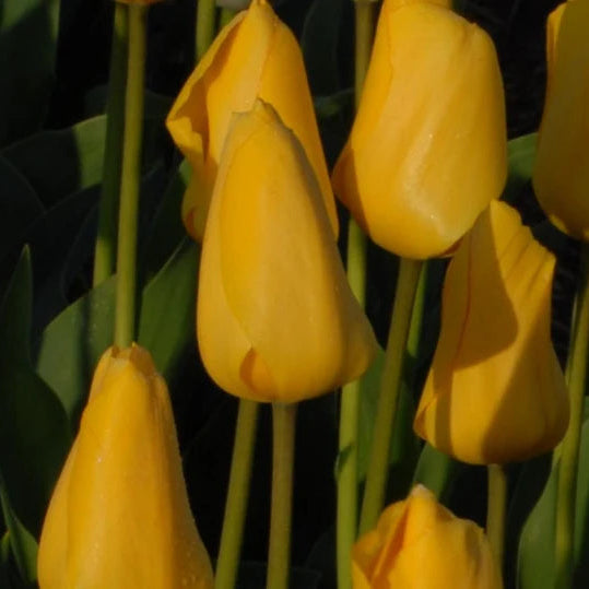 Tulipa 'Golden Oxford' Bulbs