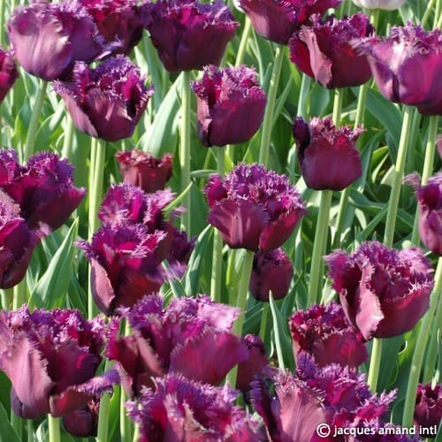 Tulip 'Gorilla'