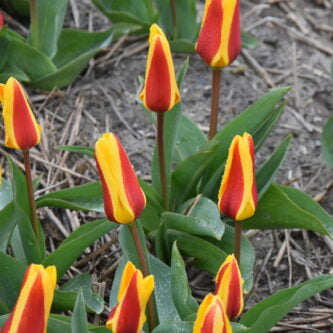 Tulipa 'Goudstuk' Bulbs