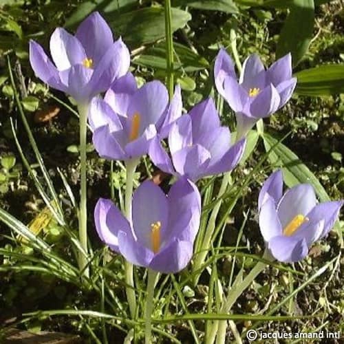 Crocus goulimyi