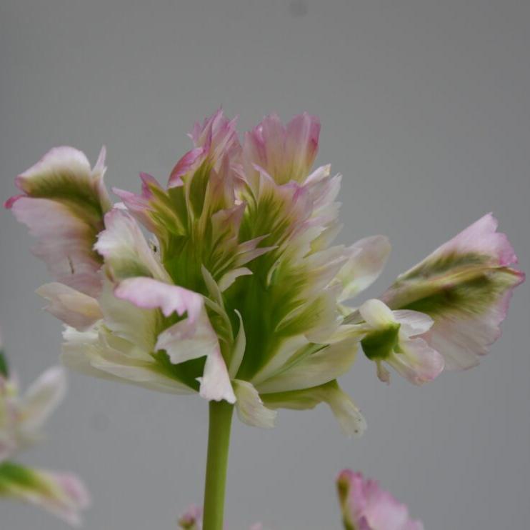 Tulip 'Green Wave'