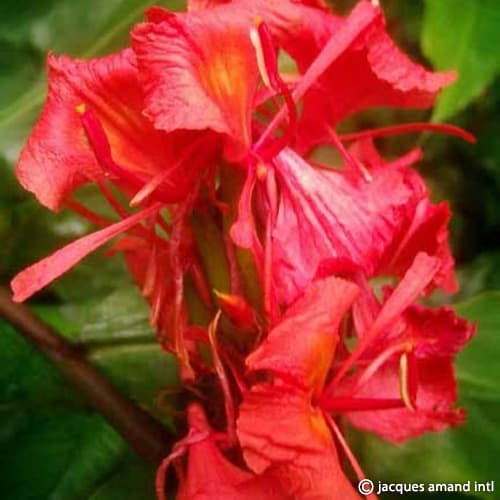 Hedychium greenii