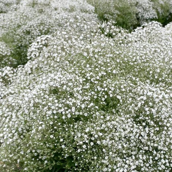 Gypsophila paniculata 'Summer Sparkles'