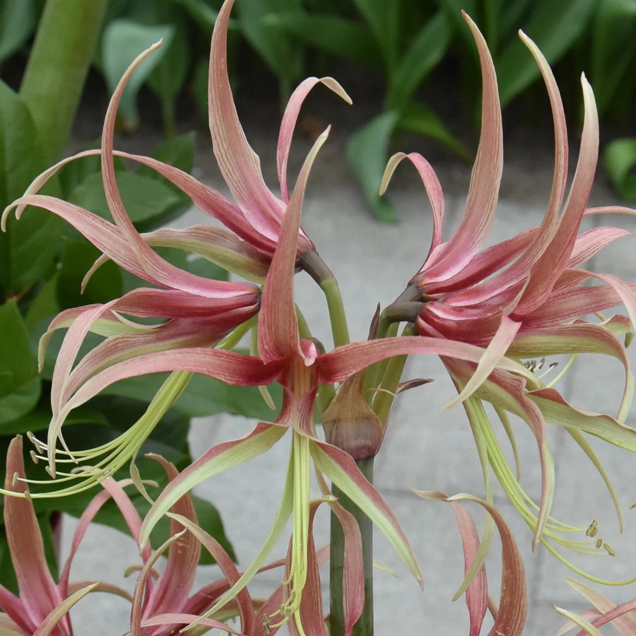 Hippeastrum 'Chico' Bulbs | Spider Amaryllis
