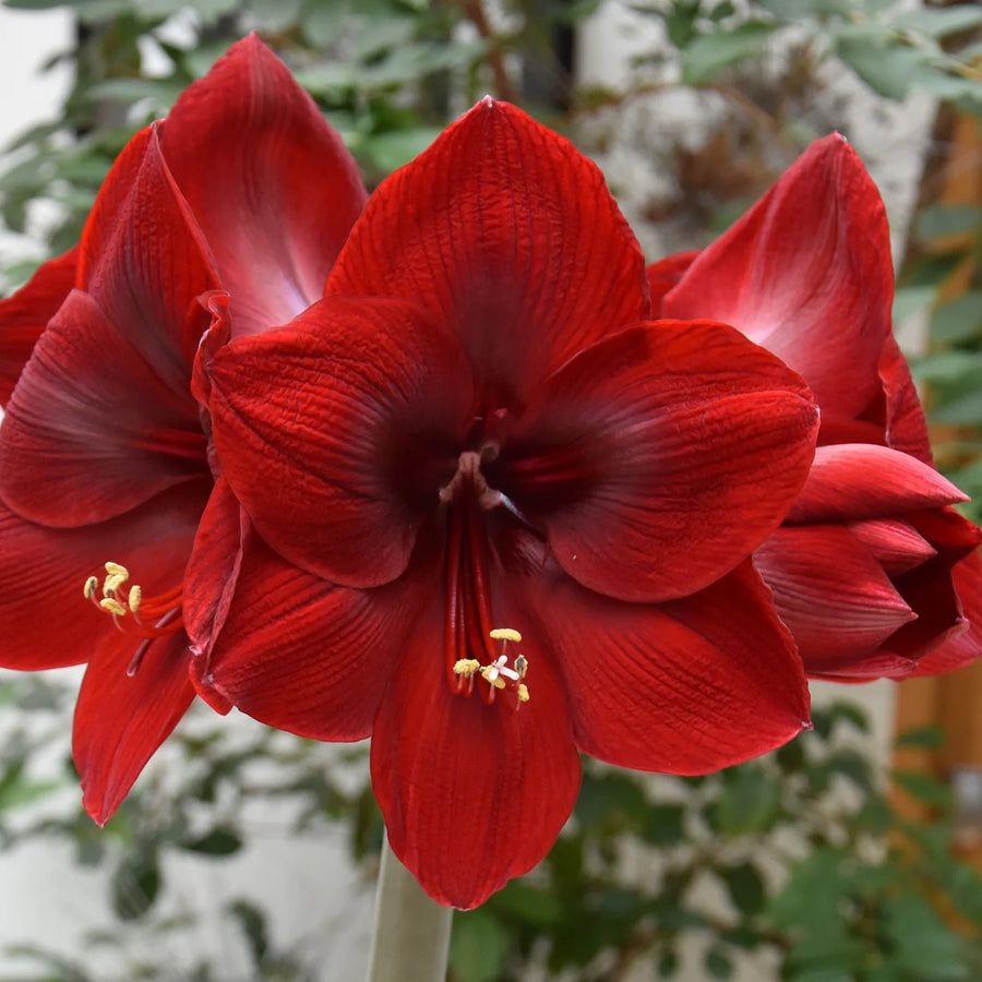 Hippeastrum 'Ferrari' Bulbs