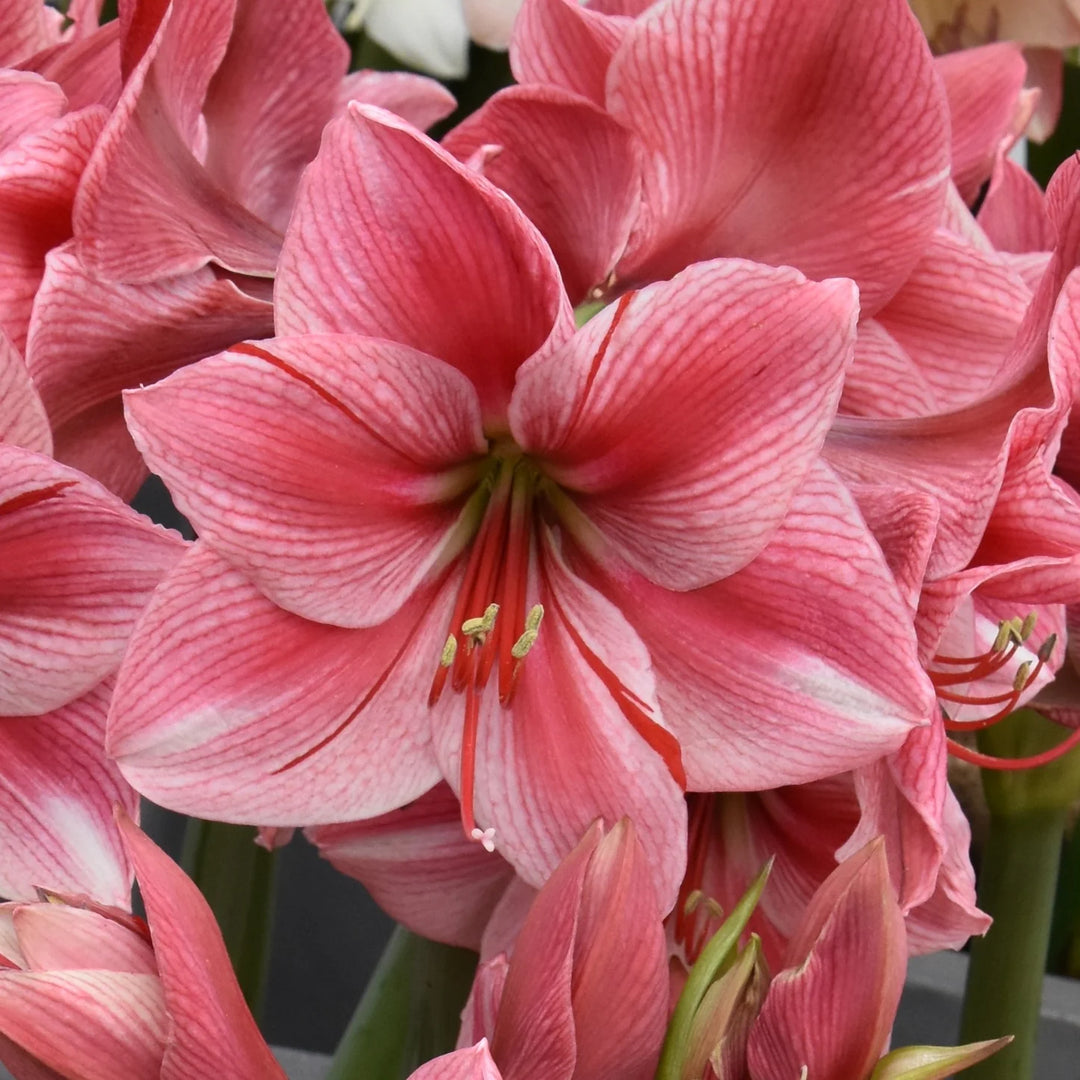 Hippeastrum 'Gervase' Bulbs | Pink Amaryllis