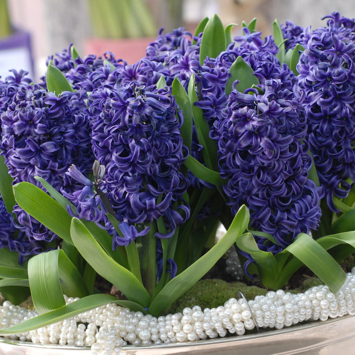 Hyacinthus 'Blue Pearl' Bulbs | Prepared Indoor Hyacinth
